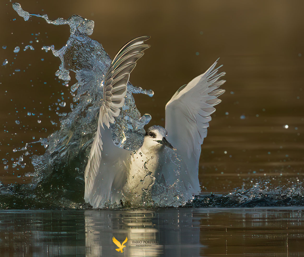 ..... sandwich tern