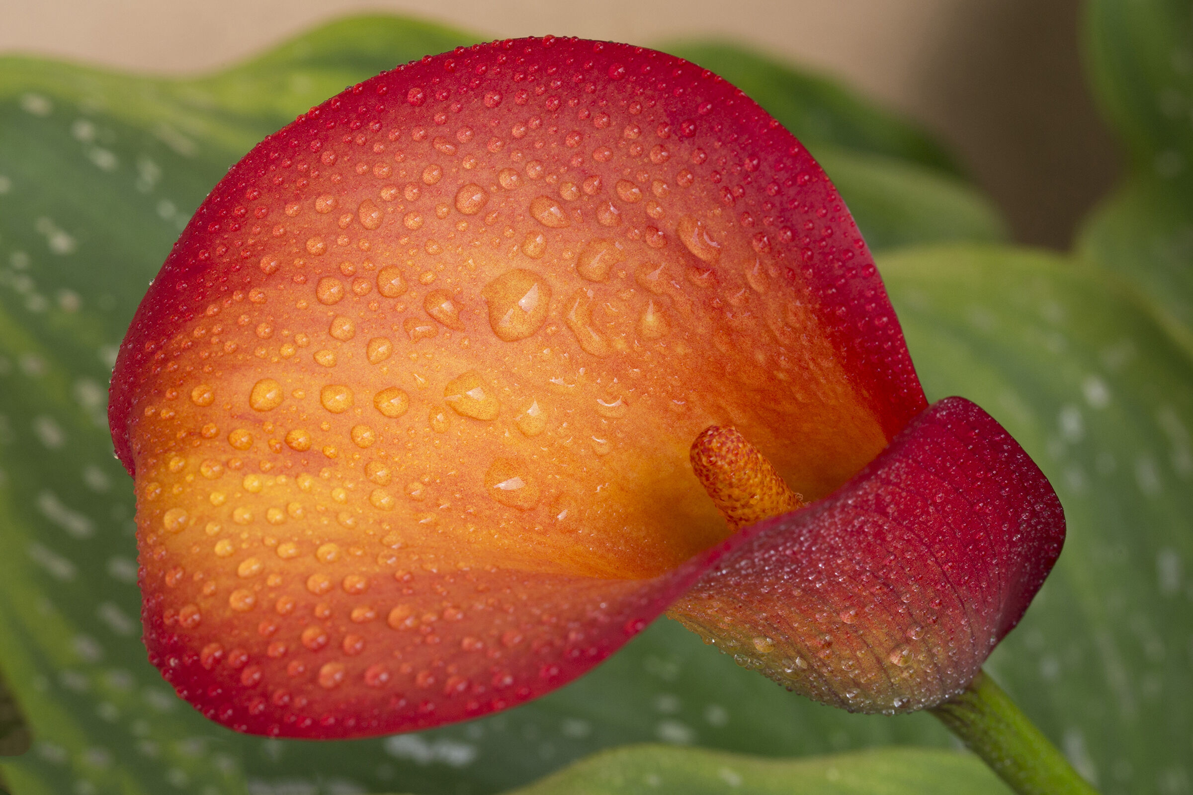 Calla