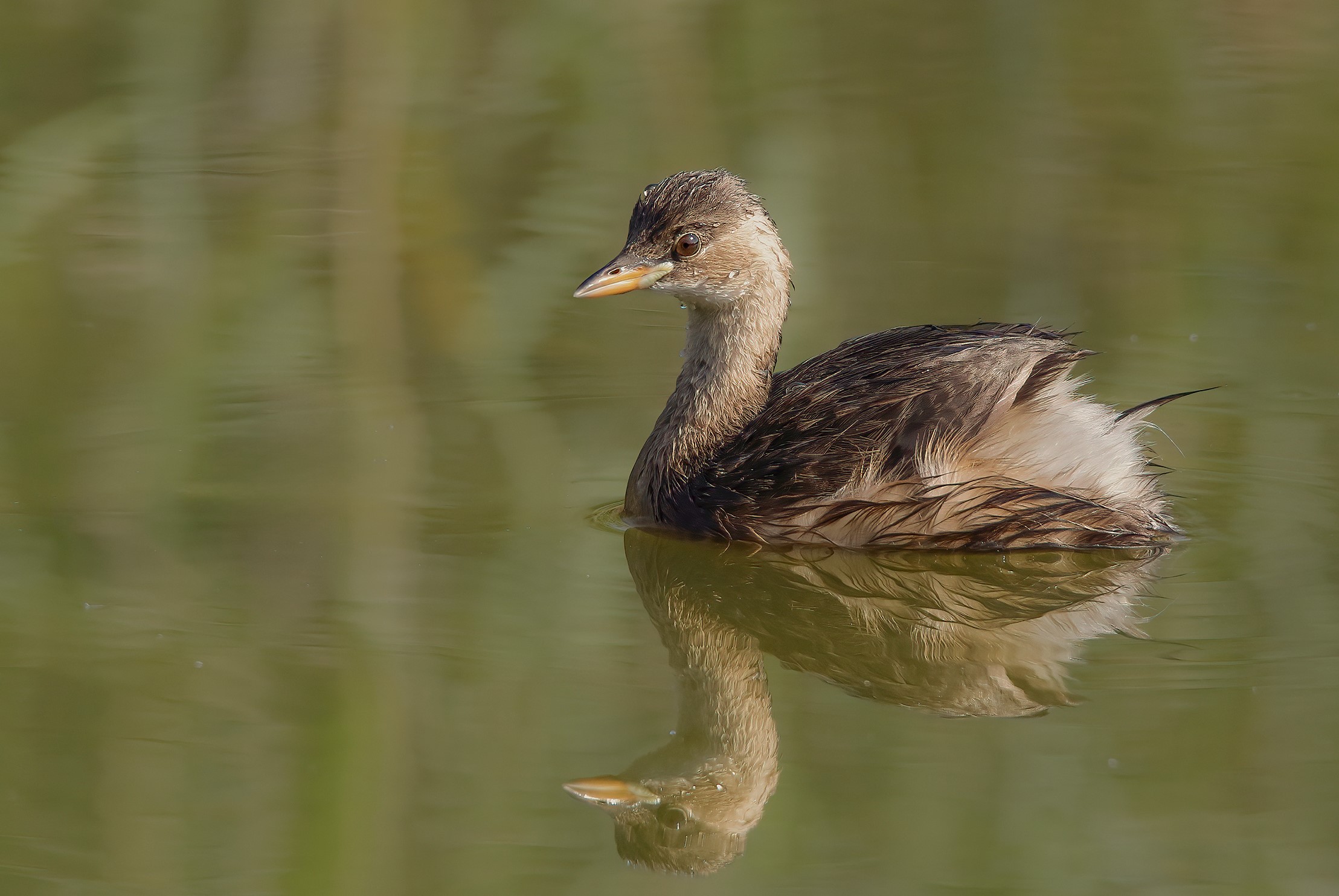 Dabchick