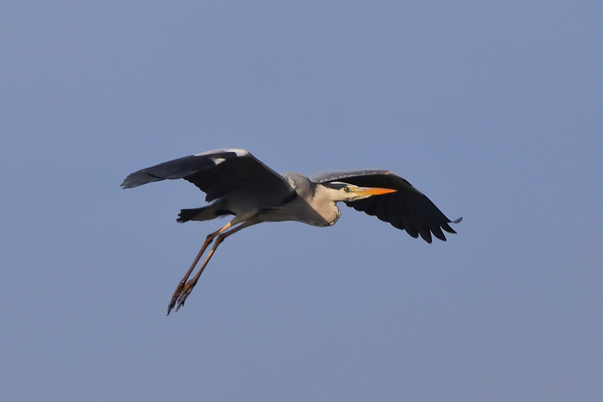 Cenerino novembre 2024 - 0059