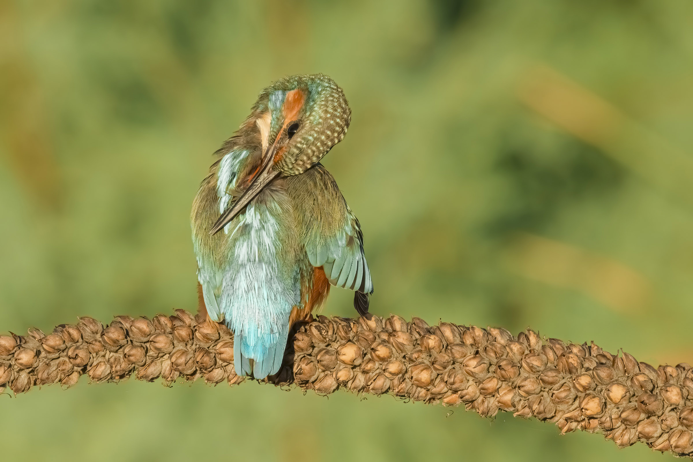 Kingfisher