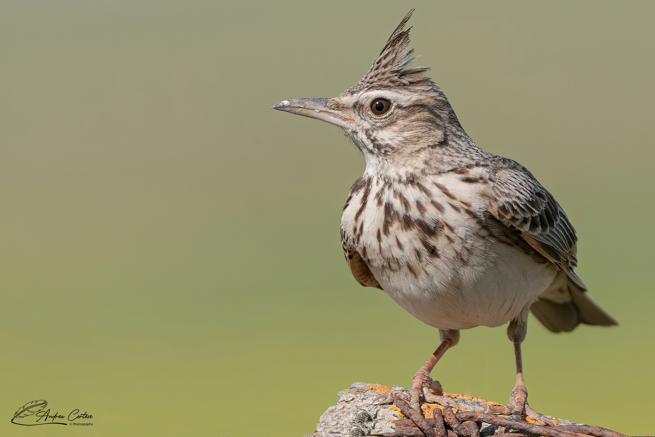 Cappellaccia (Galerida cristata)