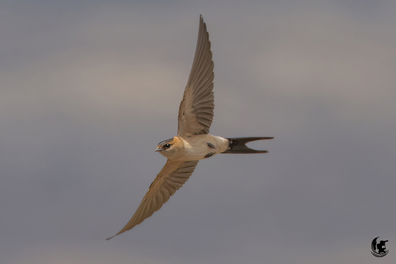 Rondine rossiccia (Cecropis daurica)