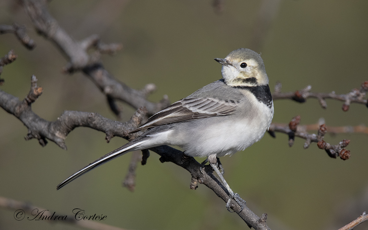 Ballerina bianca (Motacilla alba)