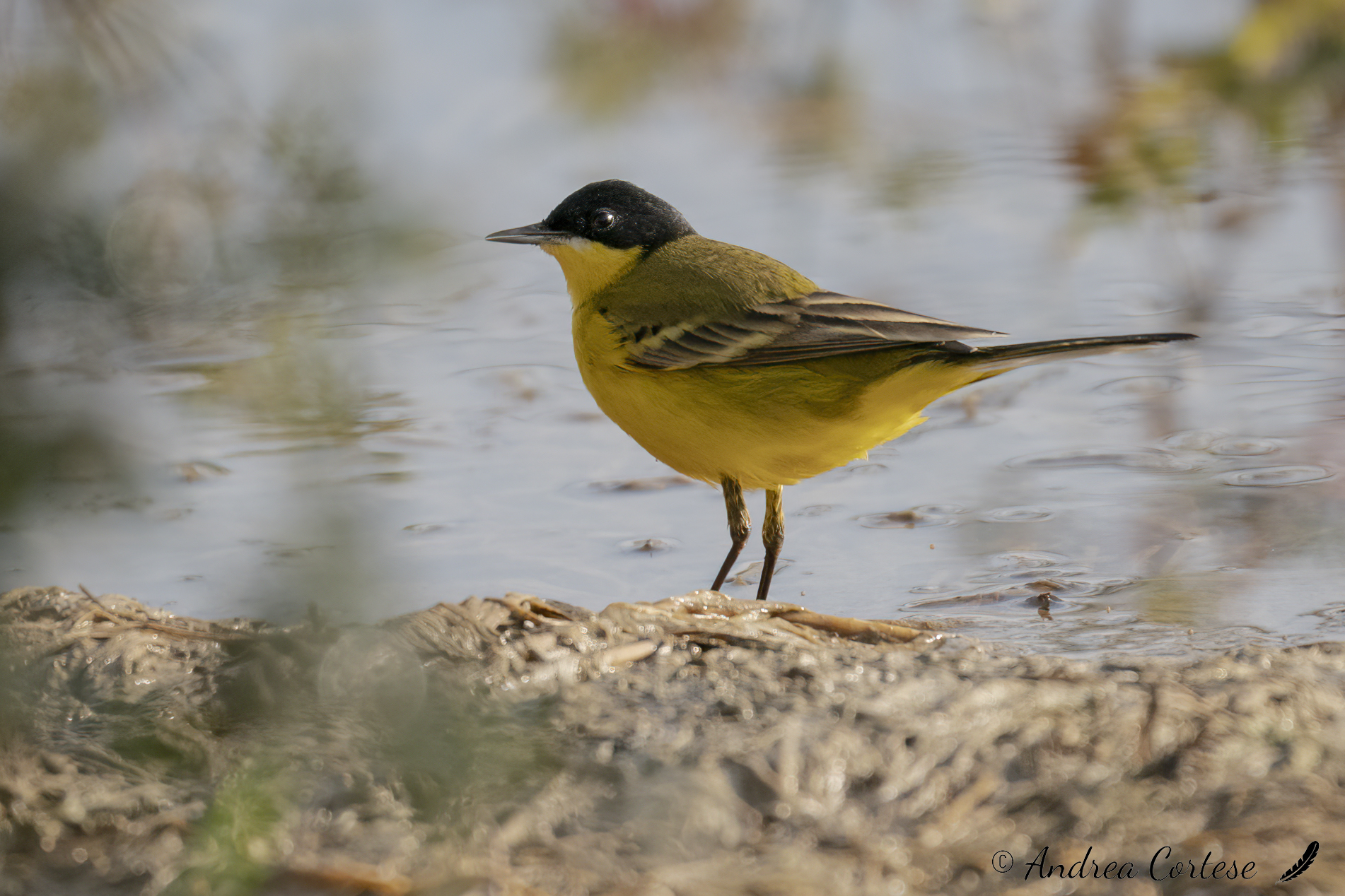 Cutrettola di Feldegg (Motacilla flava ssp. feldegg)