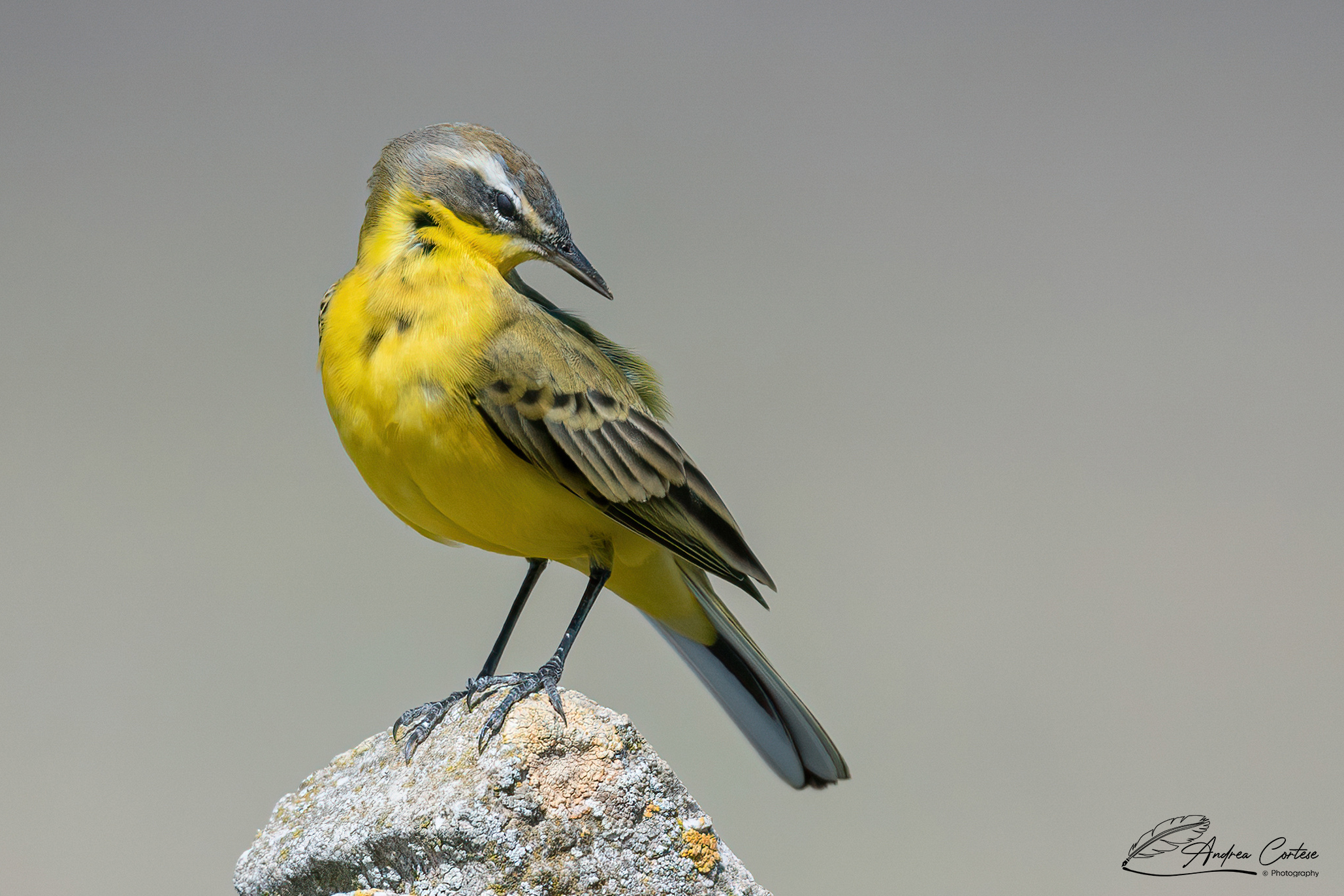 Cutrettola (Motacilla flava  ssp. flava)