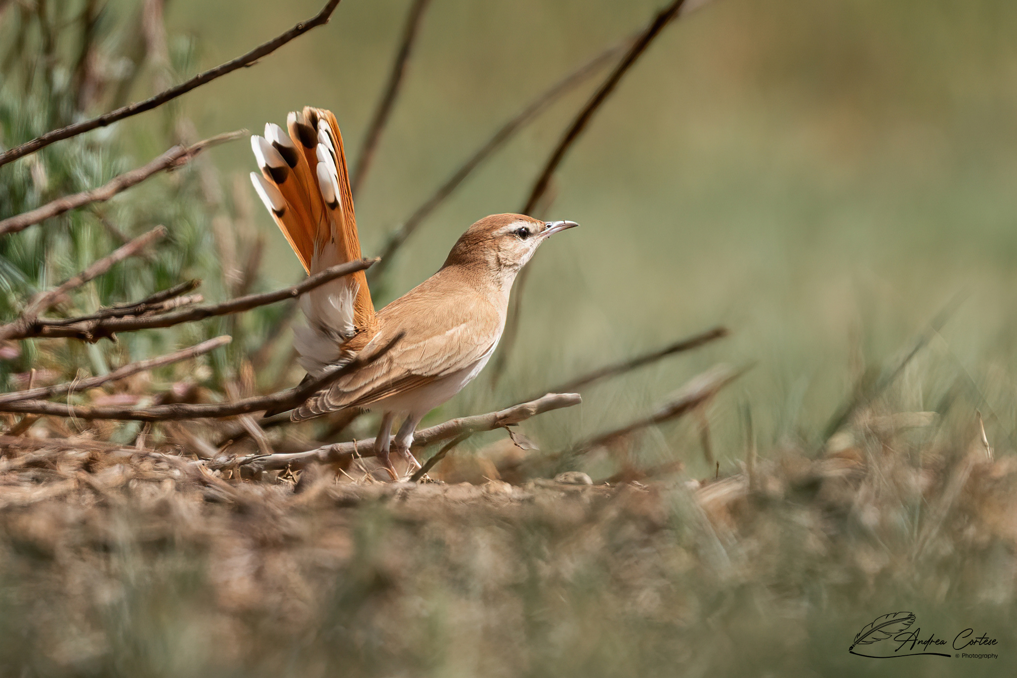 Usignolo d'Africa (Cercotrichas galactotes)