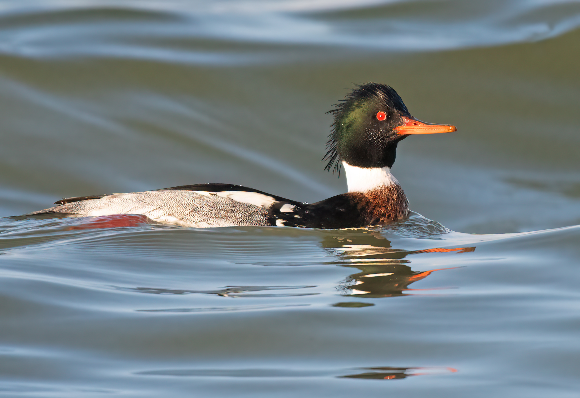 red-breasted merganser