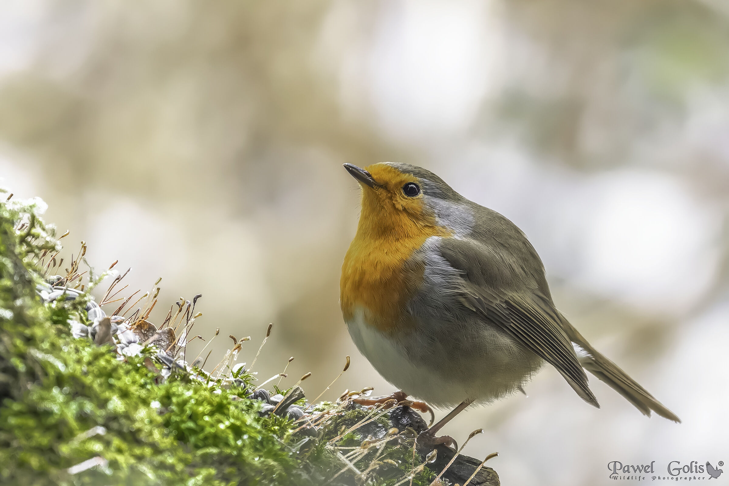 Pettirosso europeo (Erithacus rubecula)