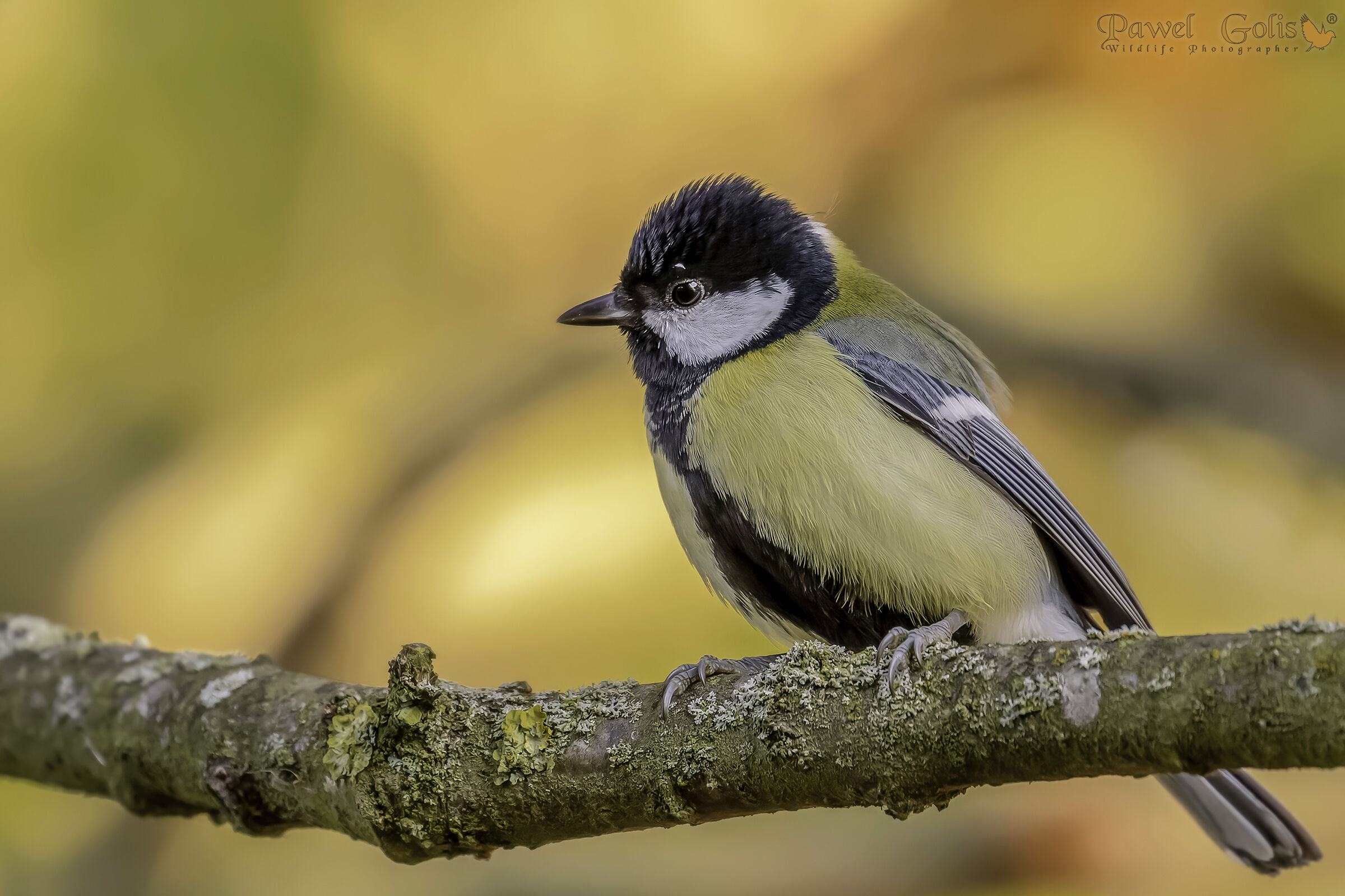 La cinciallegra (Parus major)