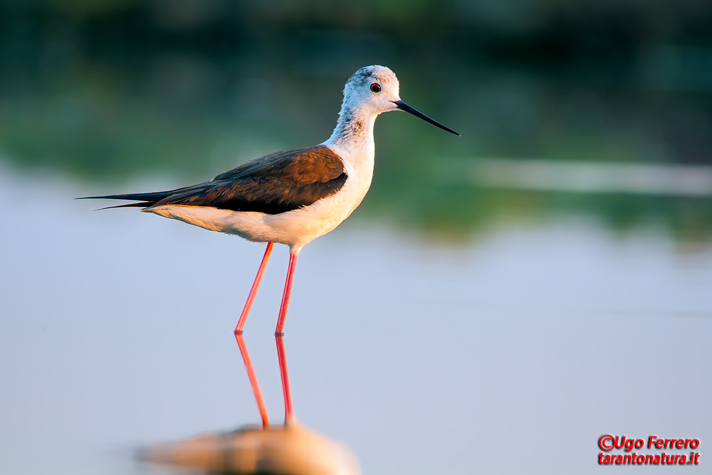 The true knight of Italy!