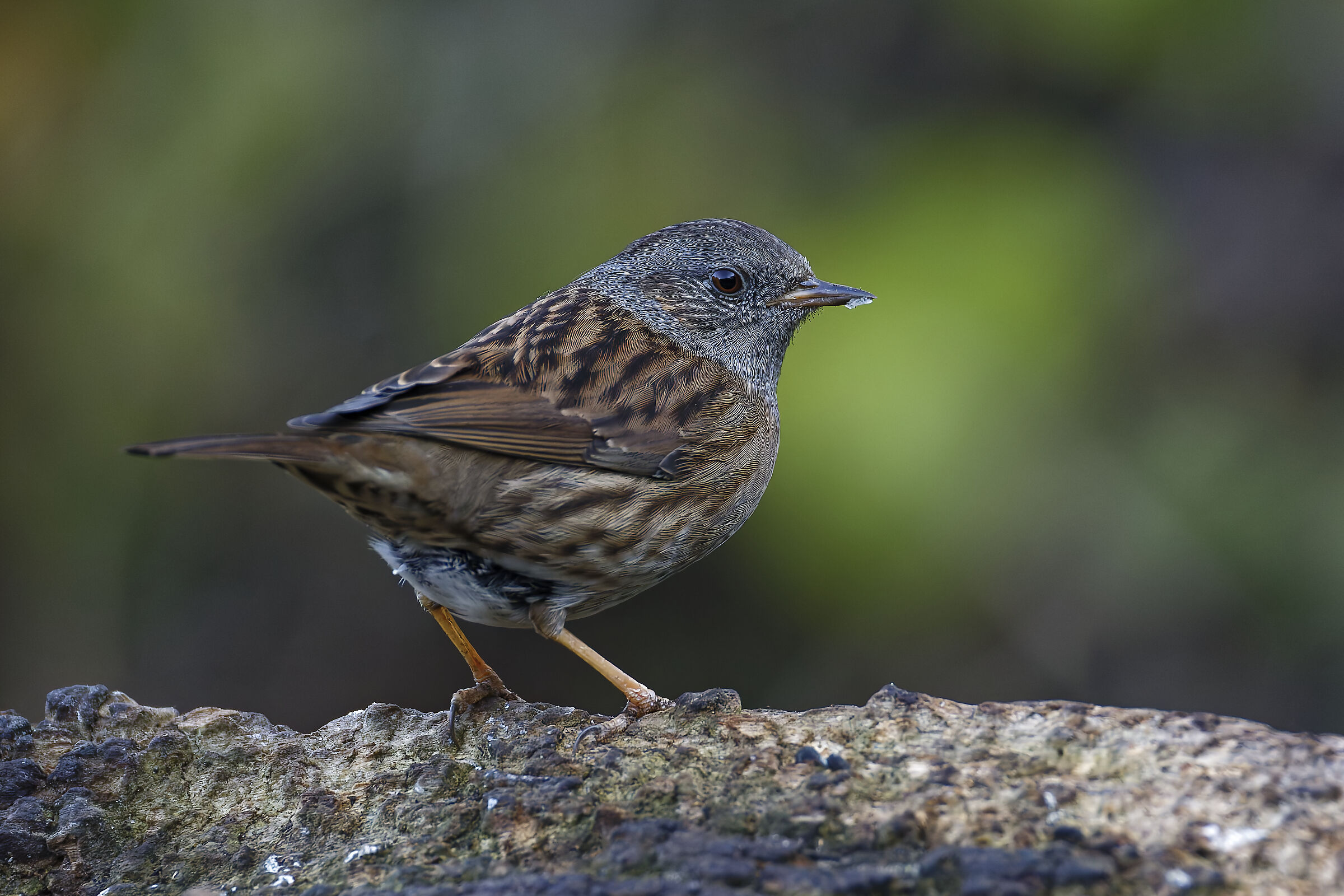 Dunnock