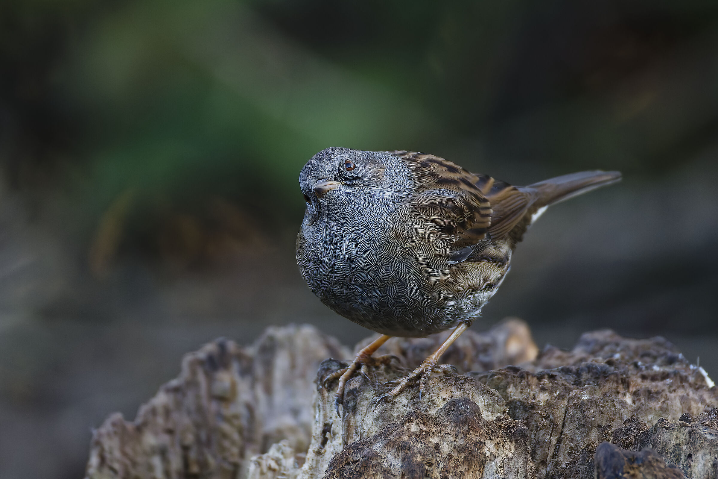 Dunnock