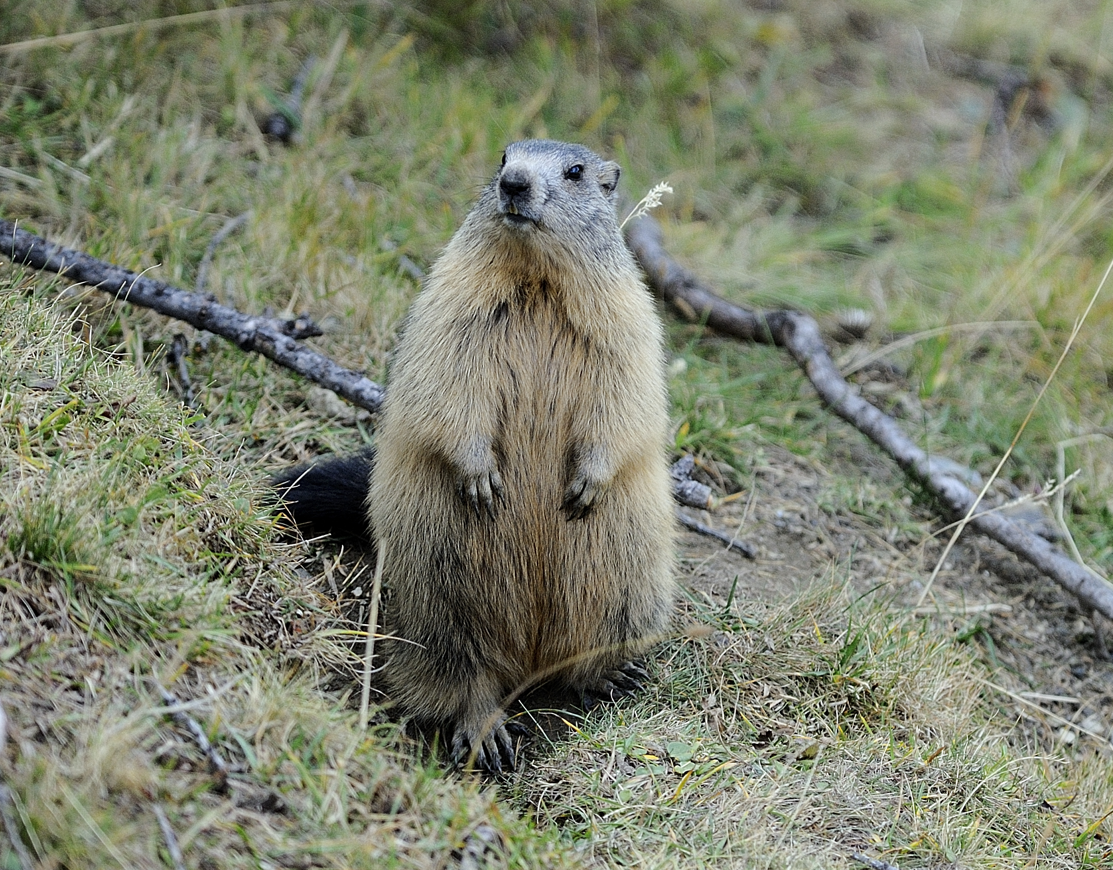 marmotta