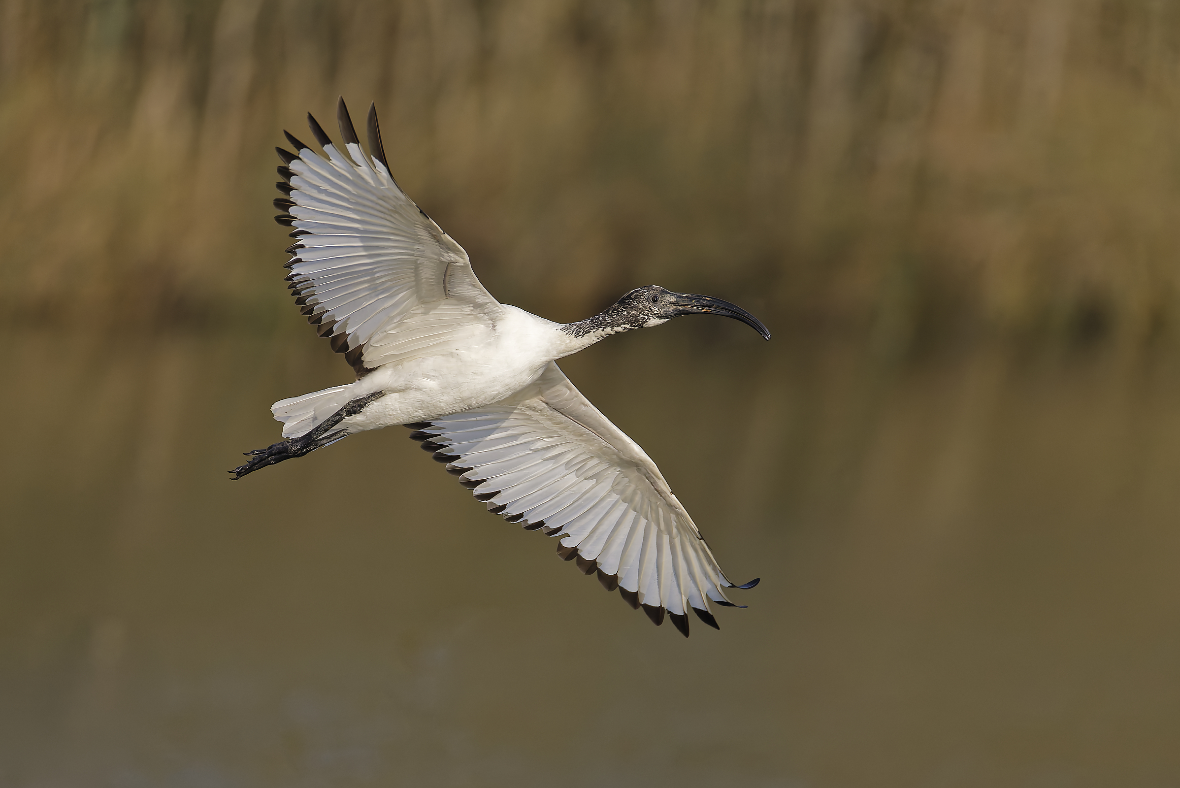 Sacred Ibis