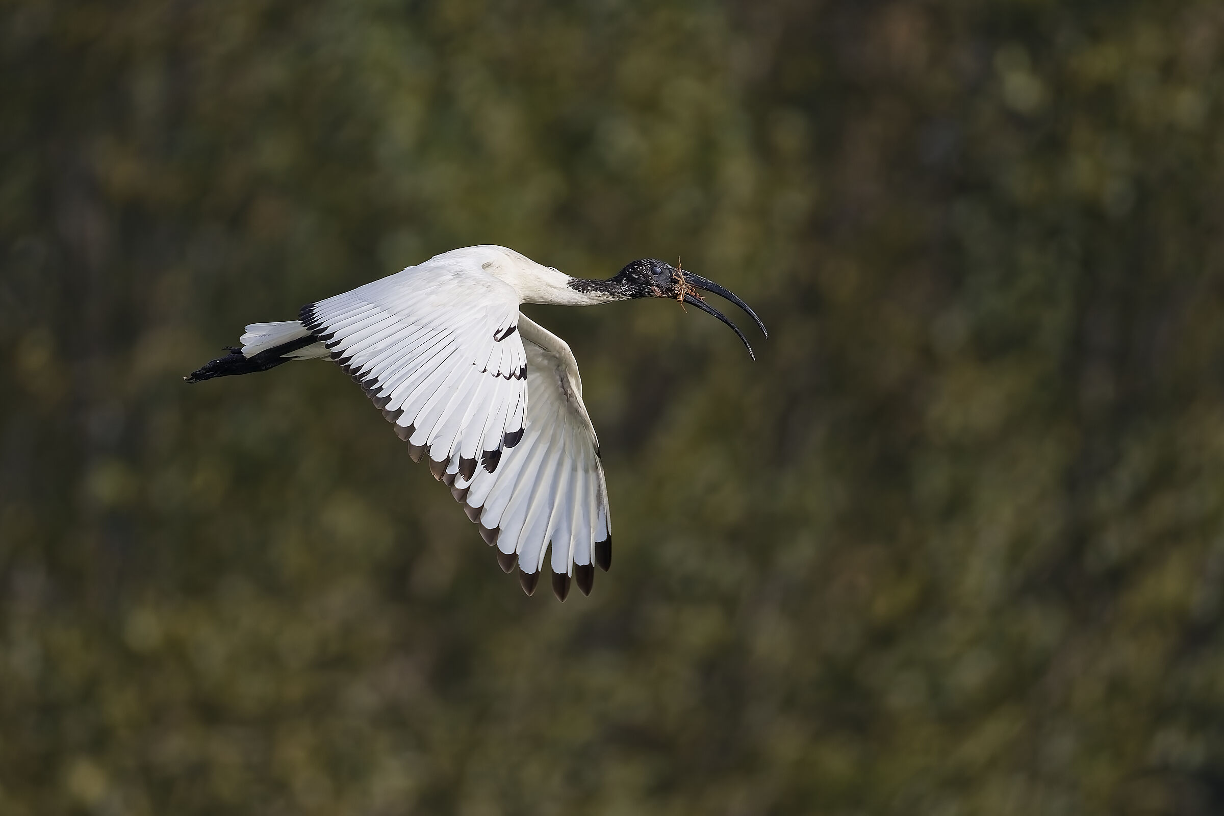 Sacred Ibis