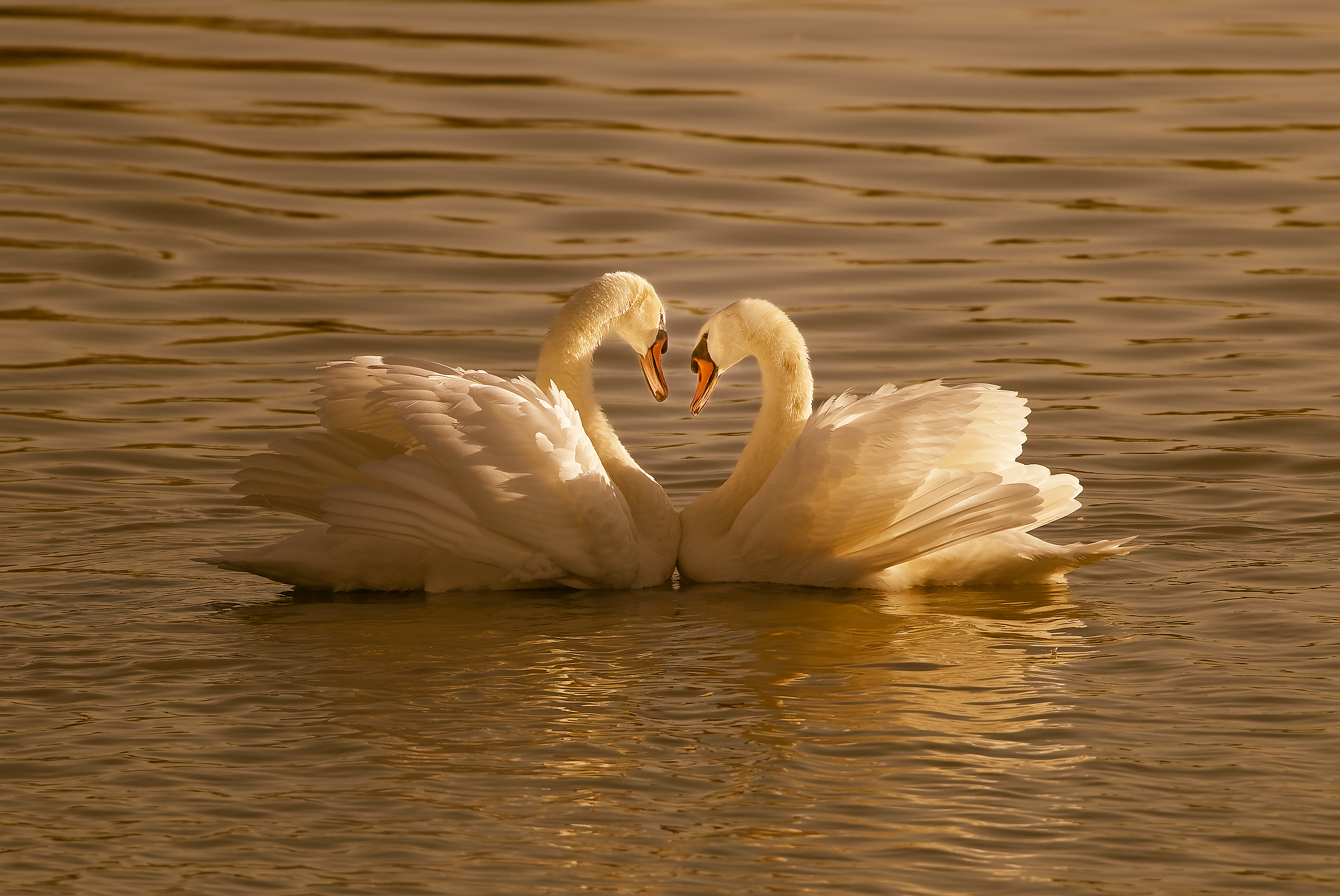 Mute swans