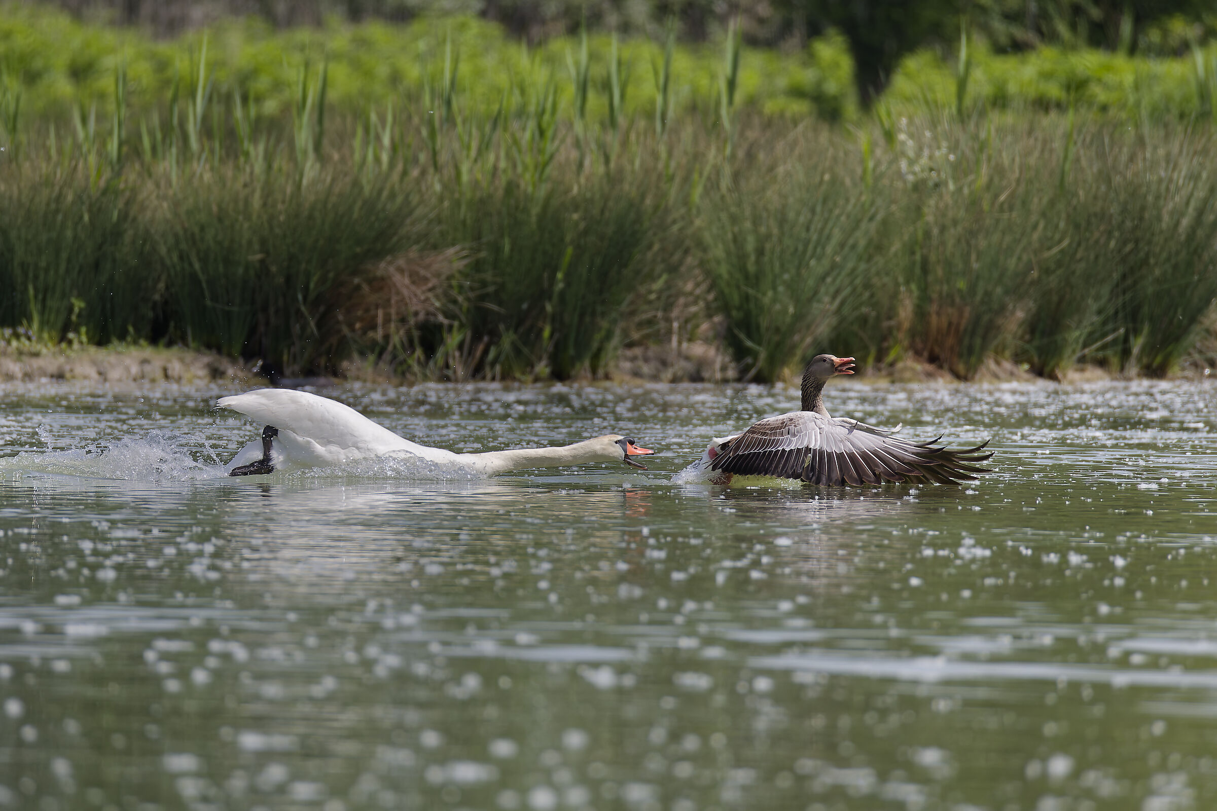 Mute swan attacks wild goose