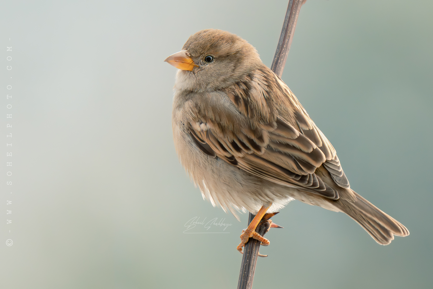 House sparrow
