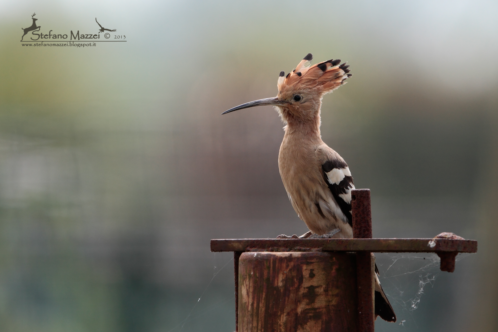 hoopoe ...