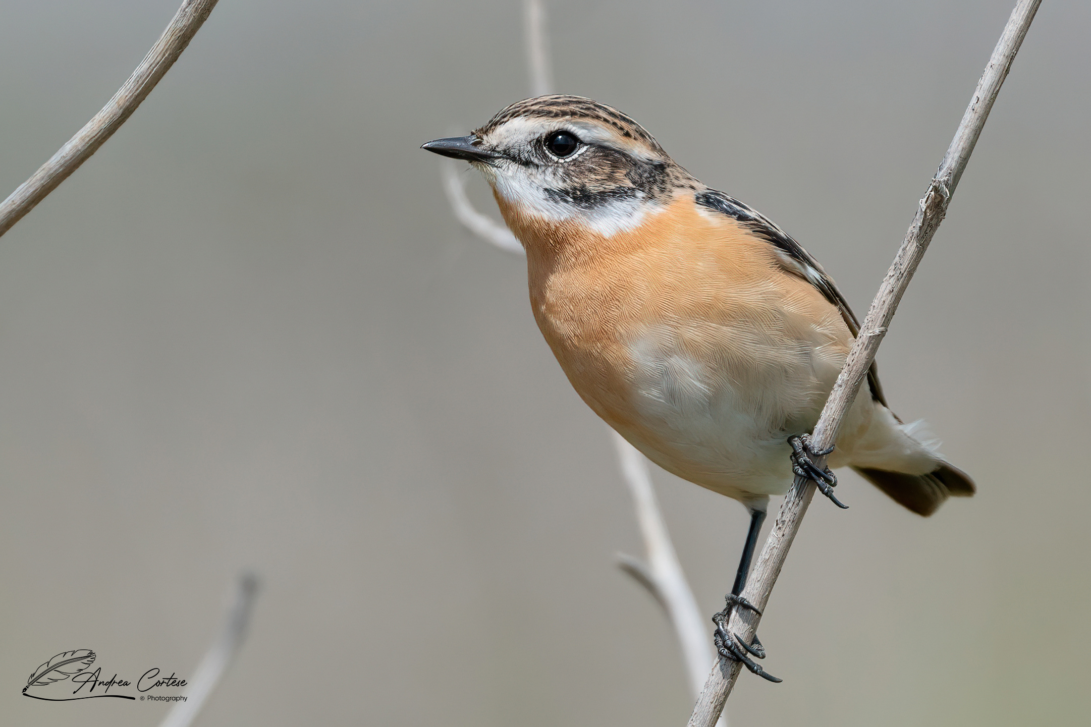 Stiaccino (Saxicola rubetra)
