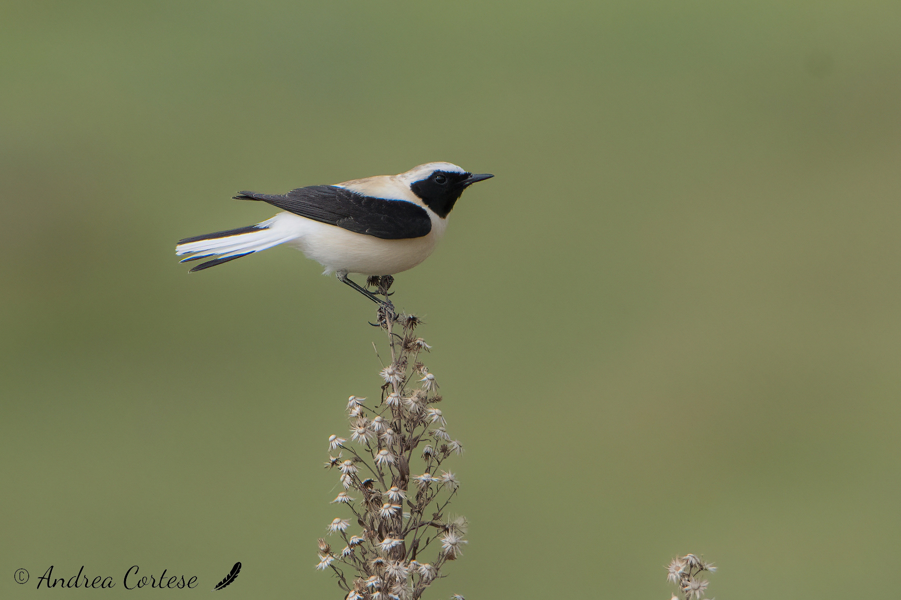 Monachella orientale (Oenanthe melanoleuca)