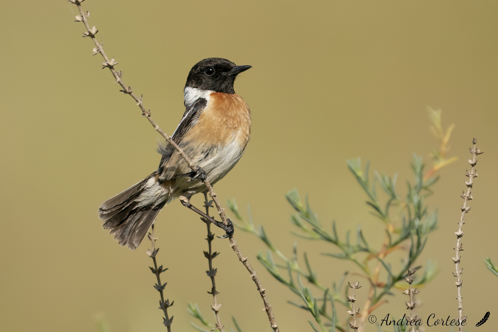 Saltimpalo (Saxicola torquatus )