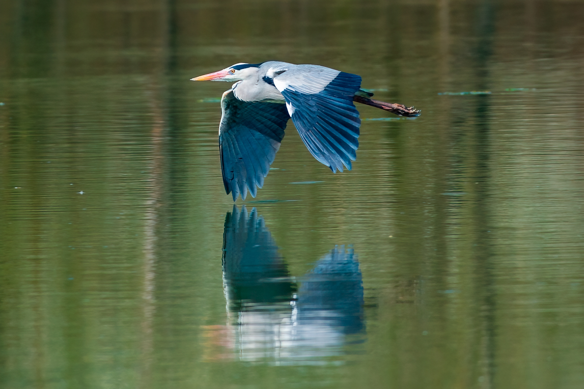 The grazing flight of the grey heron
