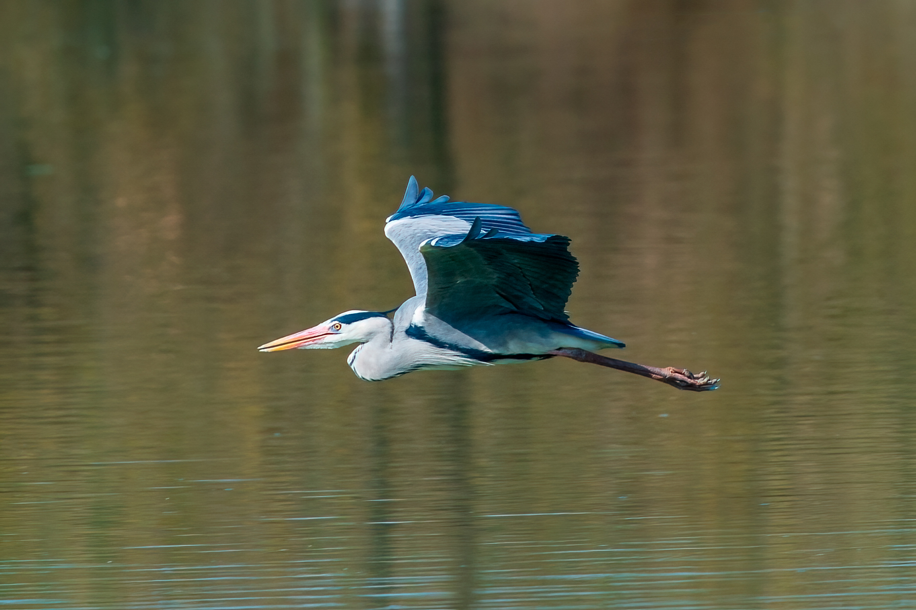 Grey Heron in flight