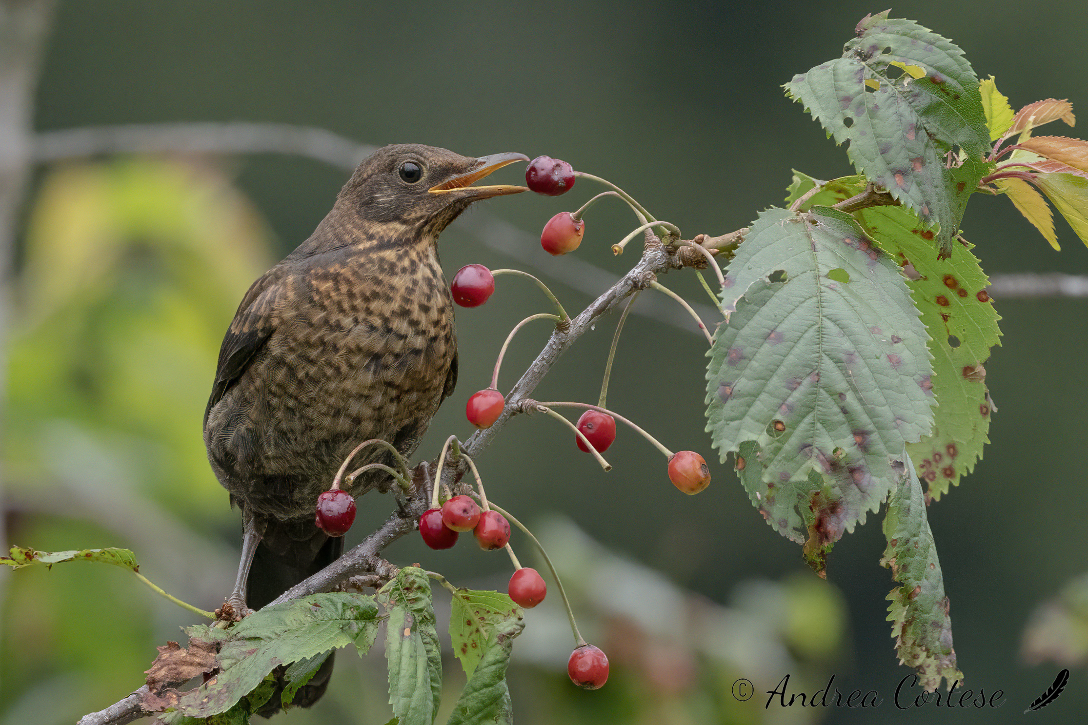 Merlo (Turdus merula)