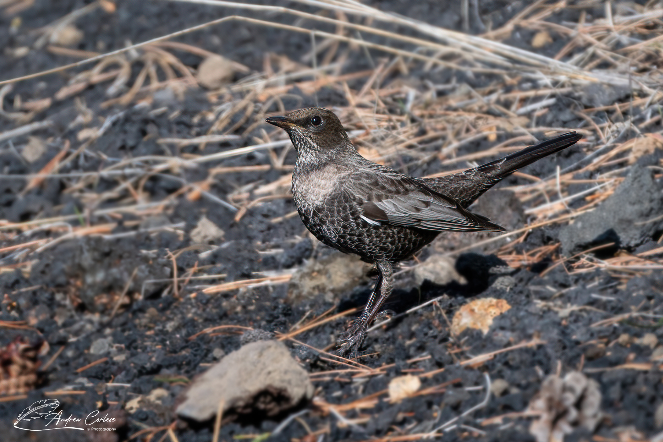 Merlo dal collare (Turdus torquatus)
