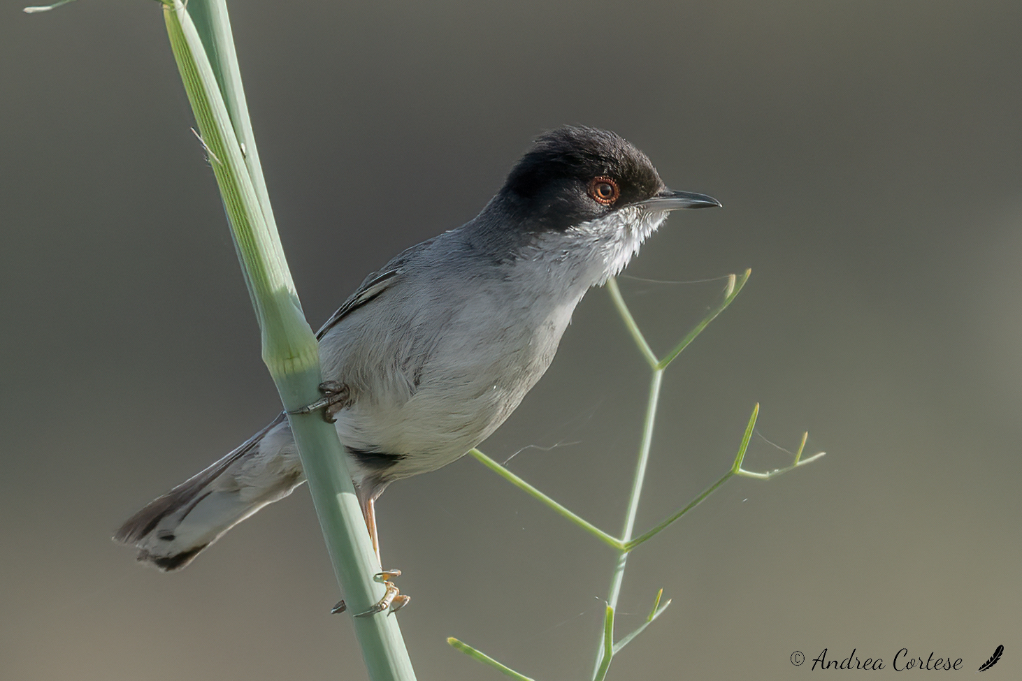 Occhiocotto (Curruca melanocephala)
