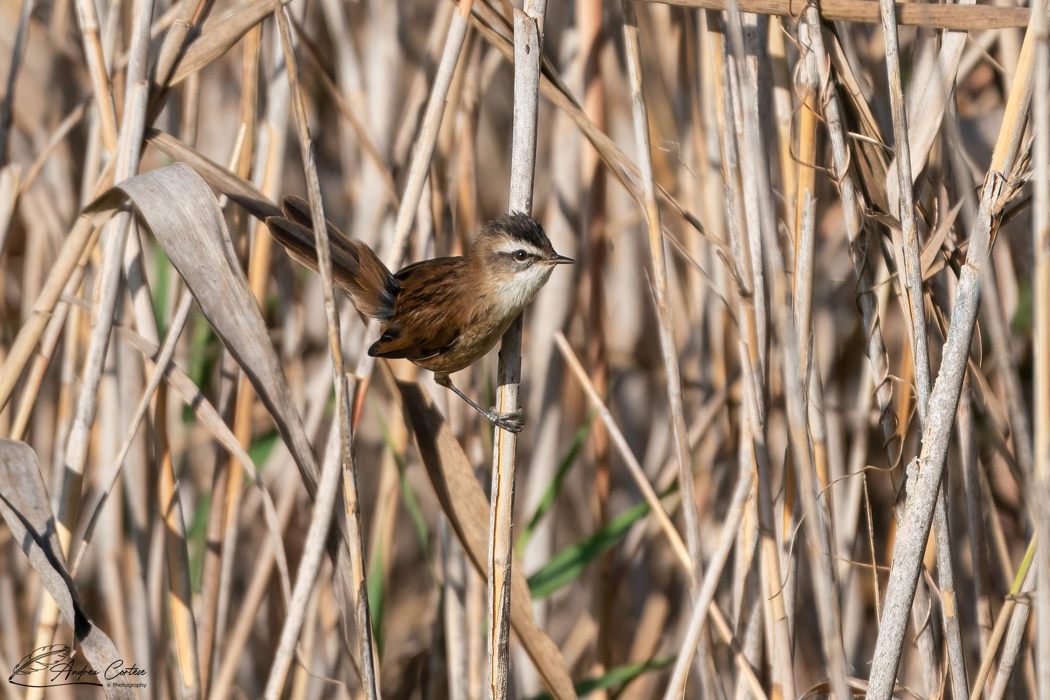 Forapaglie castagnolo (Acrocephalus melanopogon)