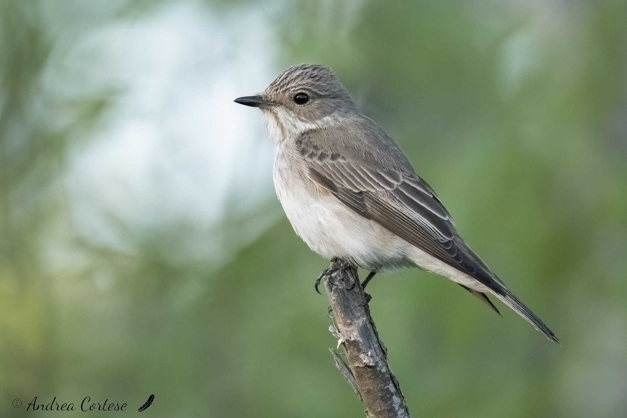 Pigliamosche (Muscicapa striata)