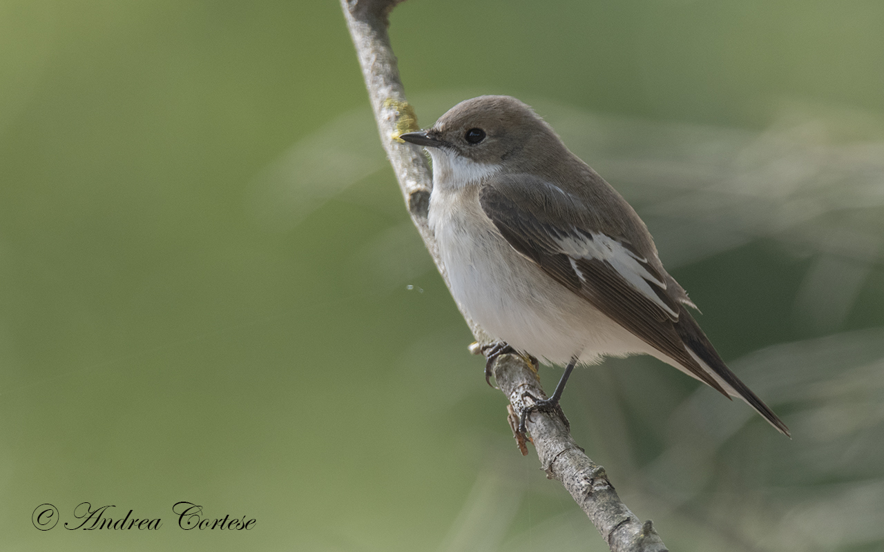 Balia nera (Ficedula hypoleuca)