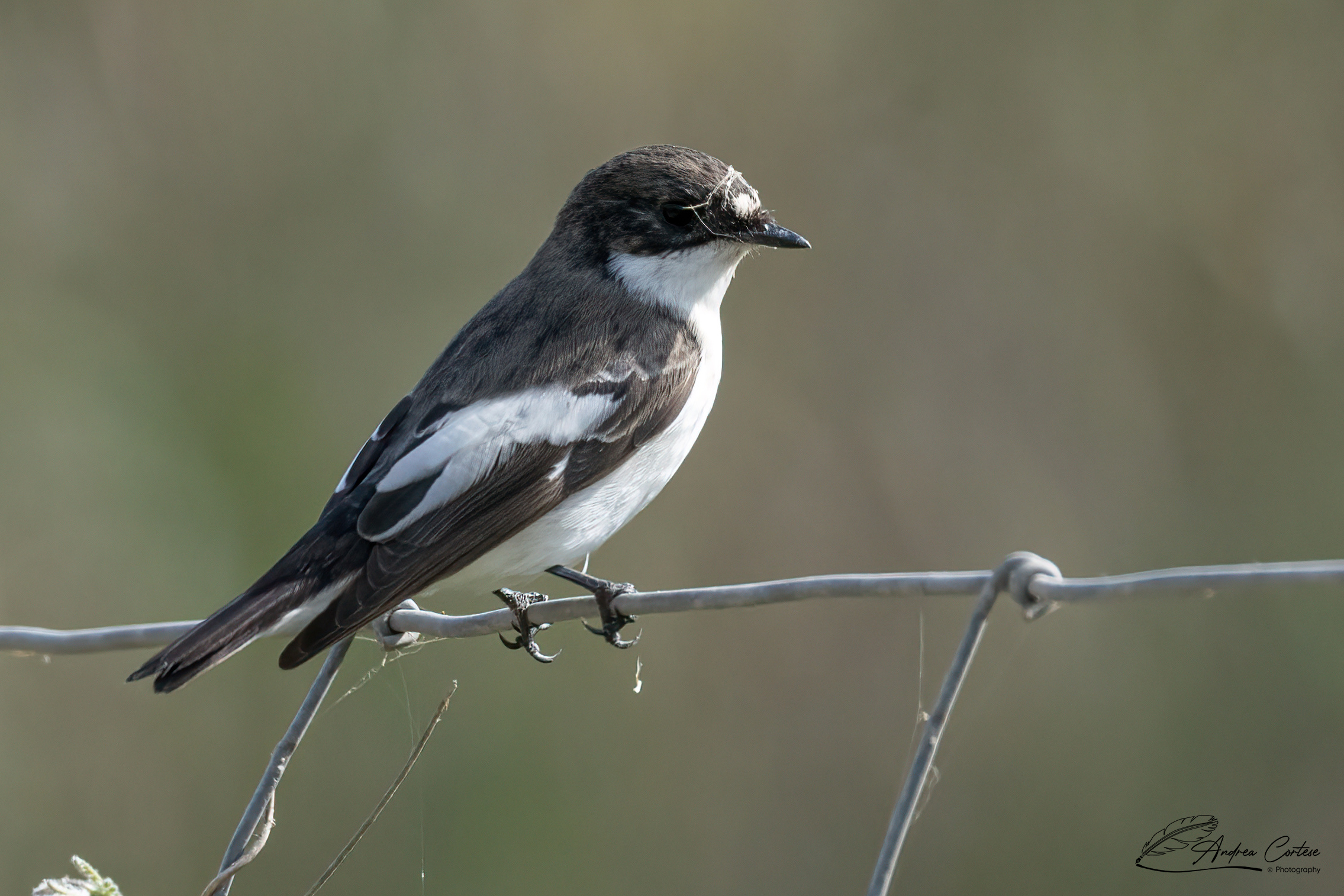 Balia nera (Ficedula hypoleuca)