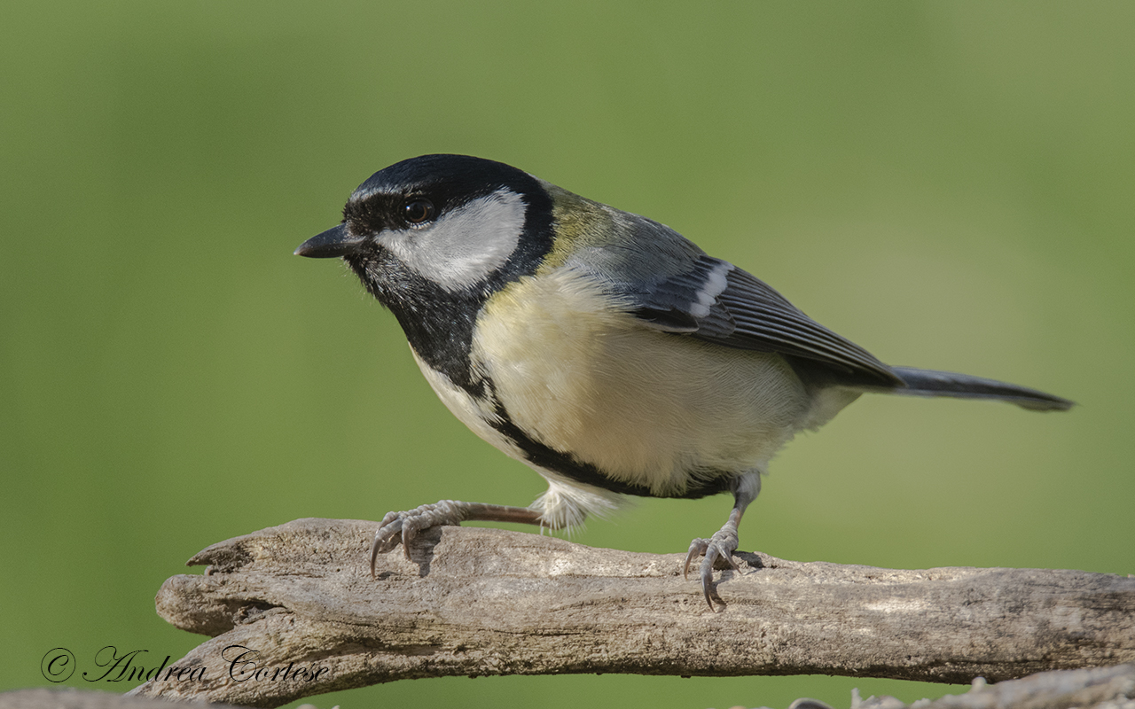 Cinciallegra (Parus major)