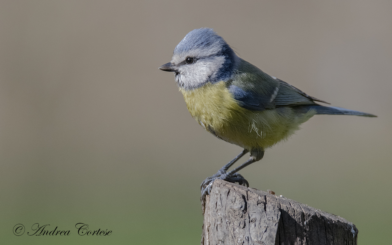 Cinciarella (Cyanistes caeruleus)