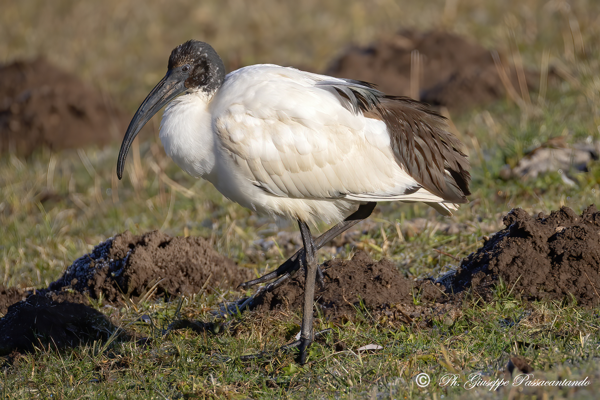 Sacred Ibis