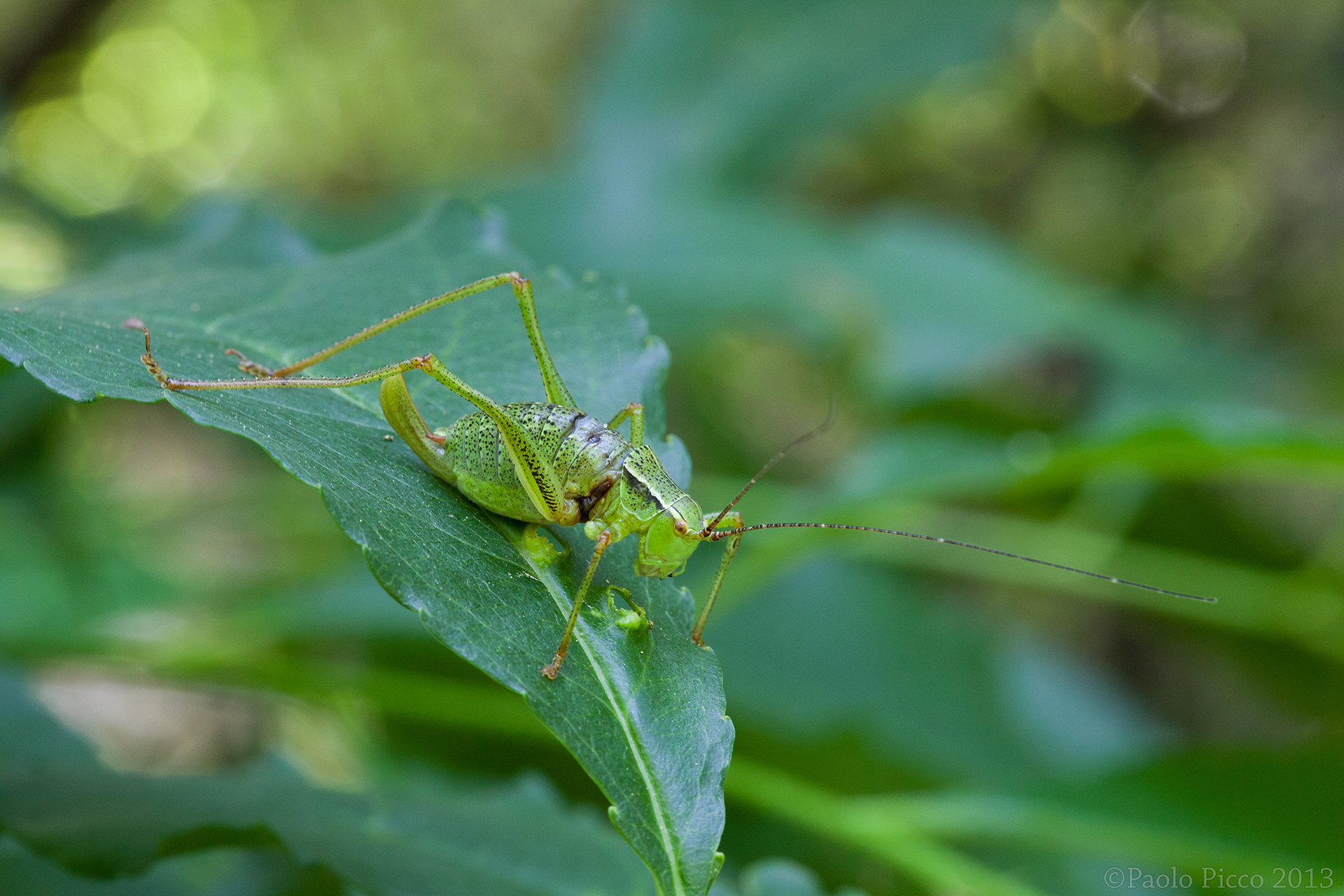 Nature reserve the pheasant