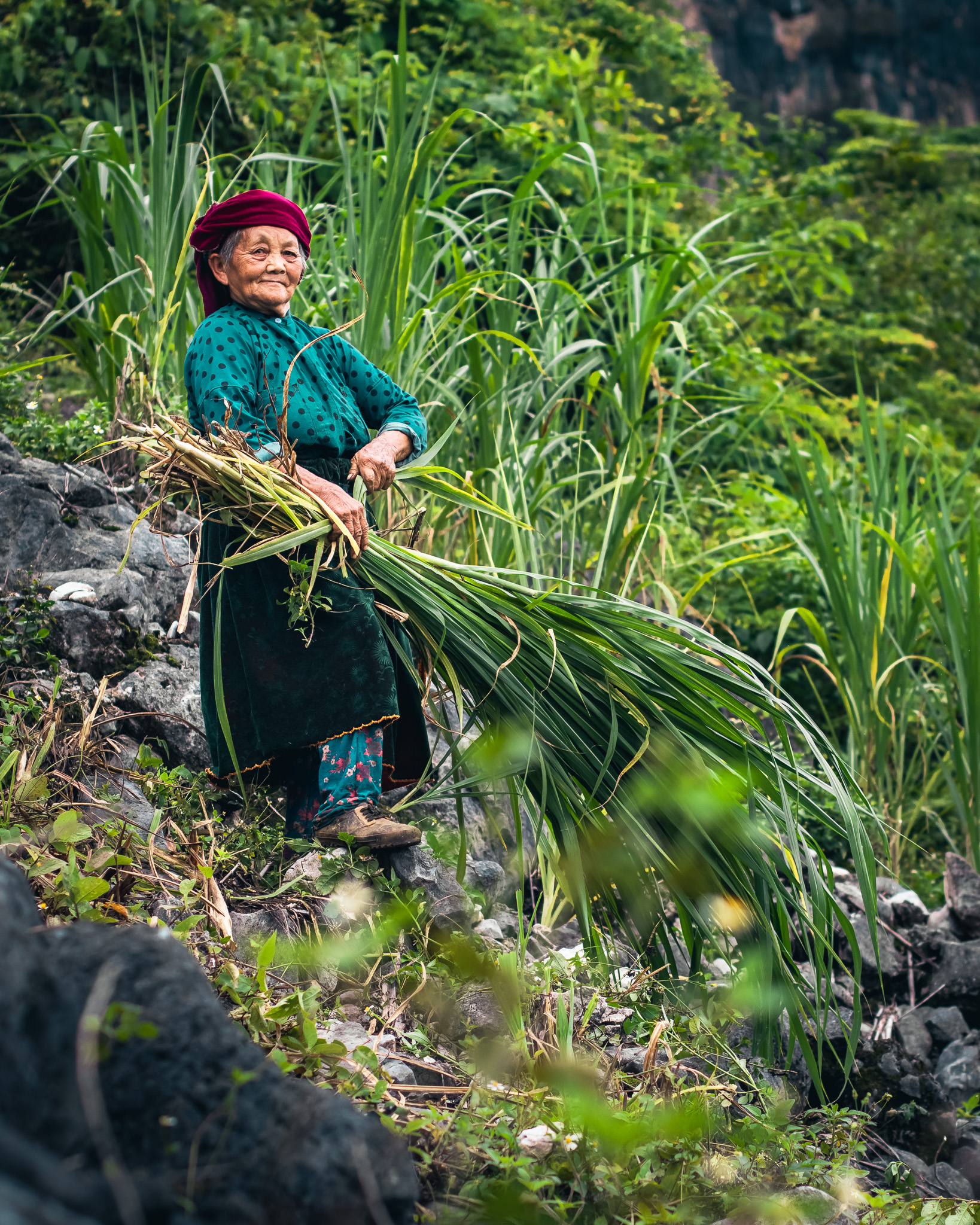 Mong ethnic woman in the rice paddies