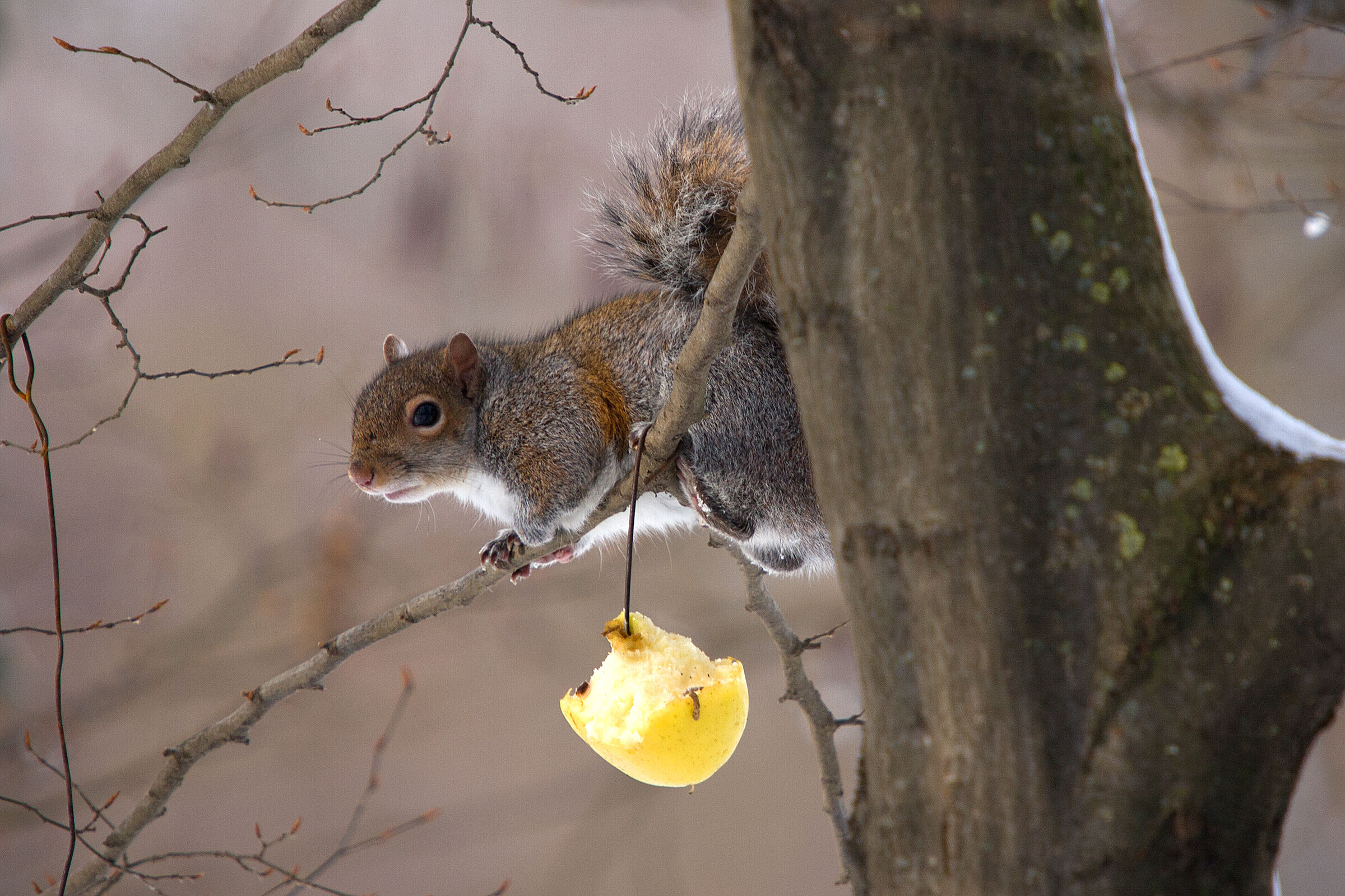 Squirrel - Centro Cicogne Racconigi