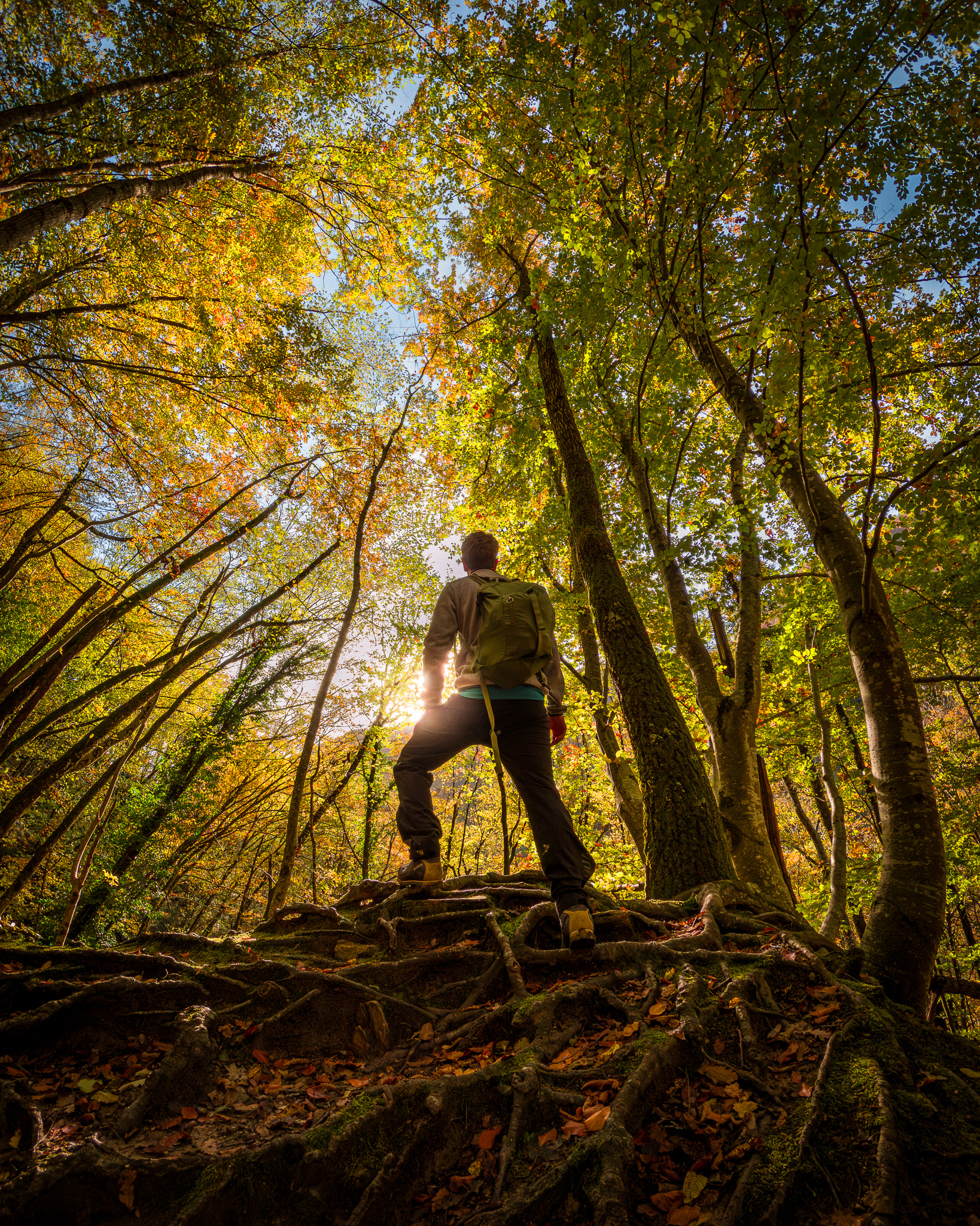 The Sacred Casentino Forests