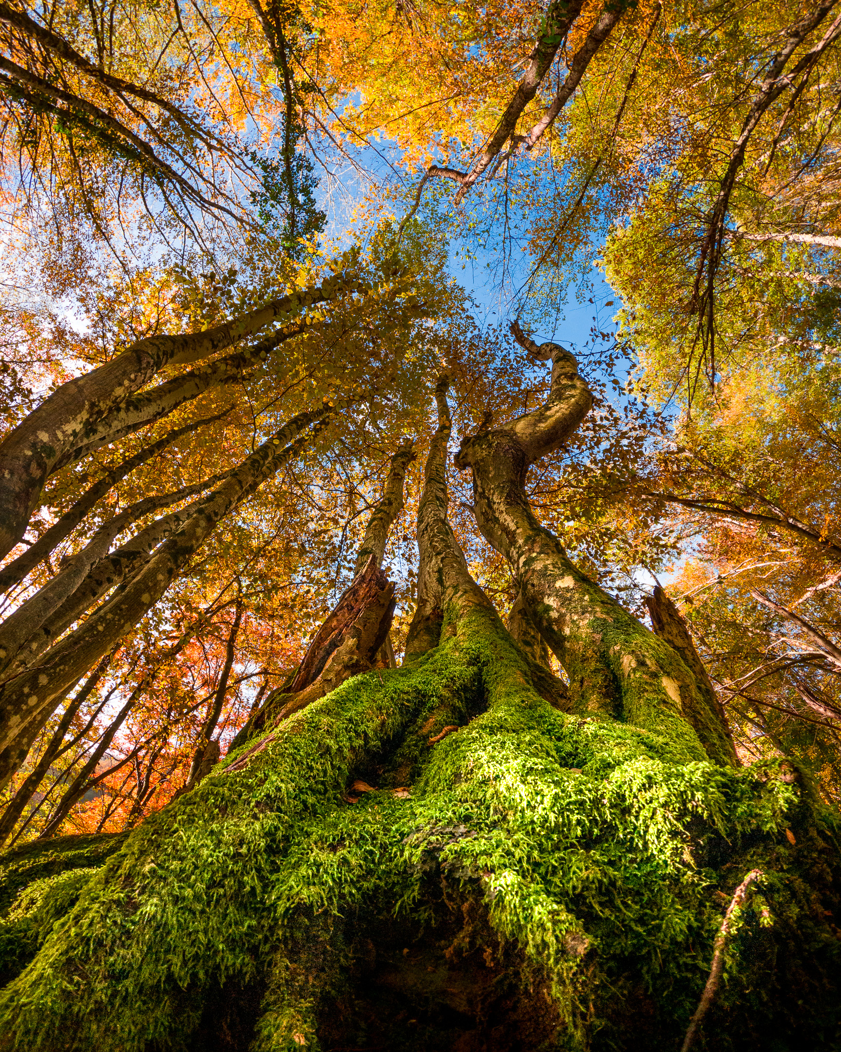 The Sacred Casentino Forests