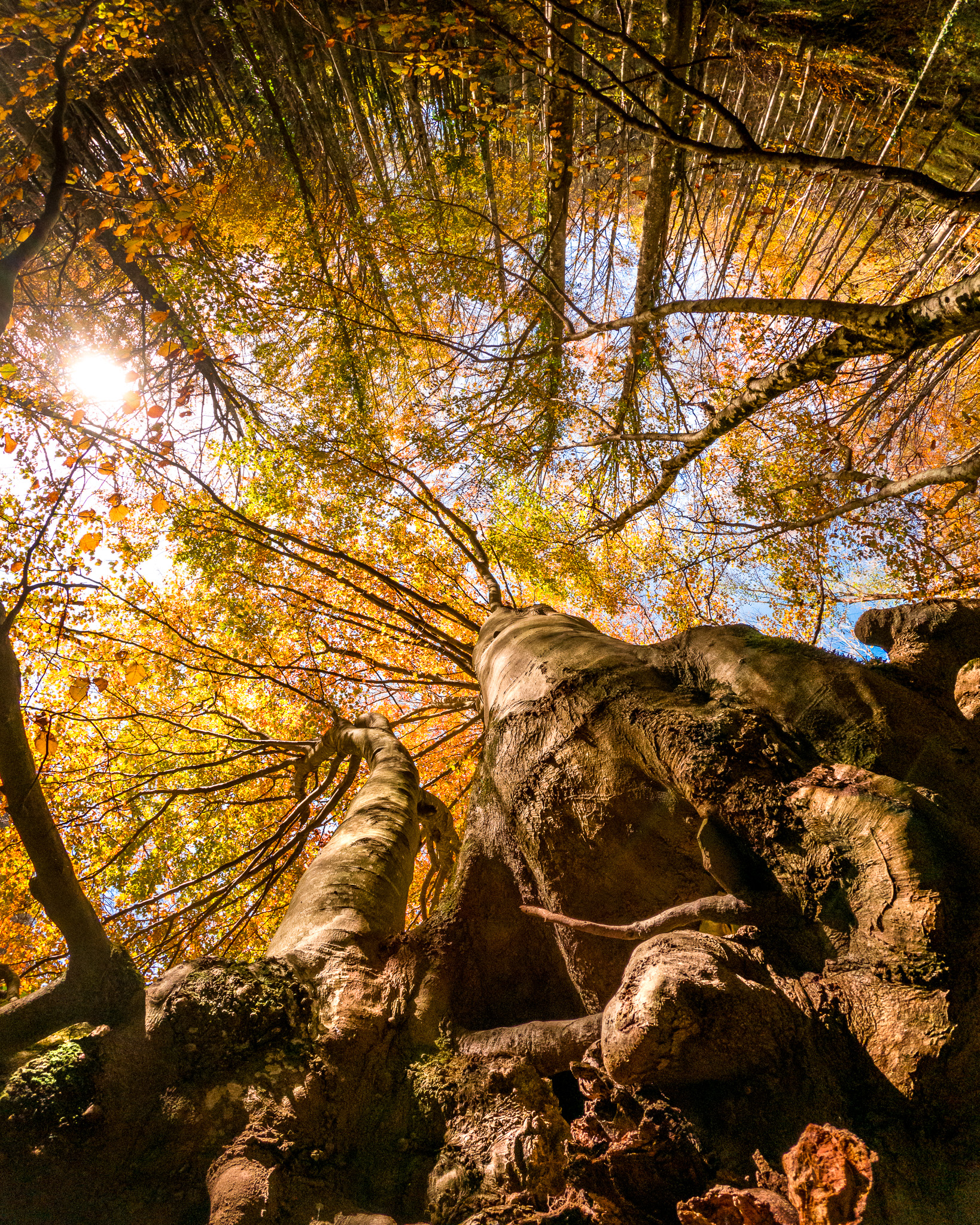 The Sacred Casentino Forests