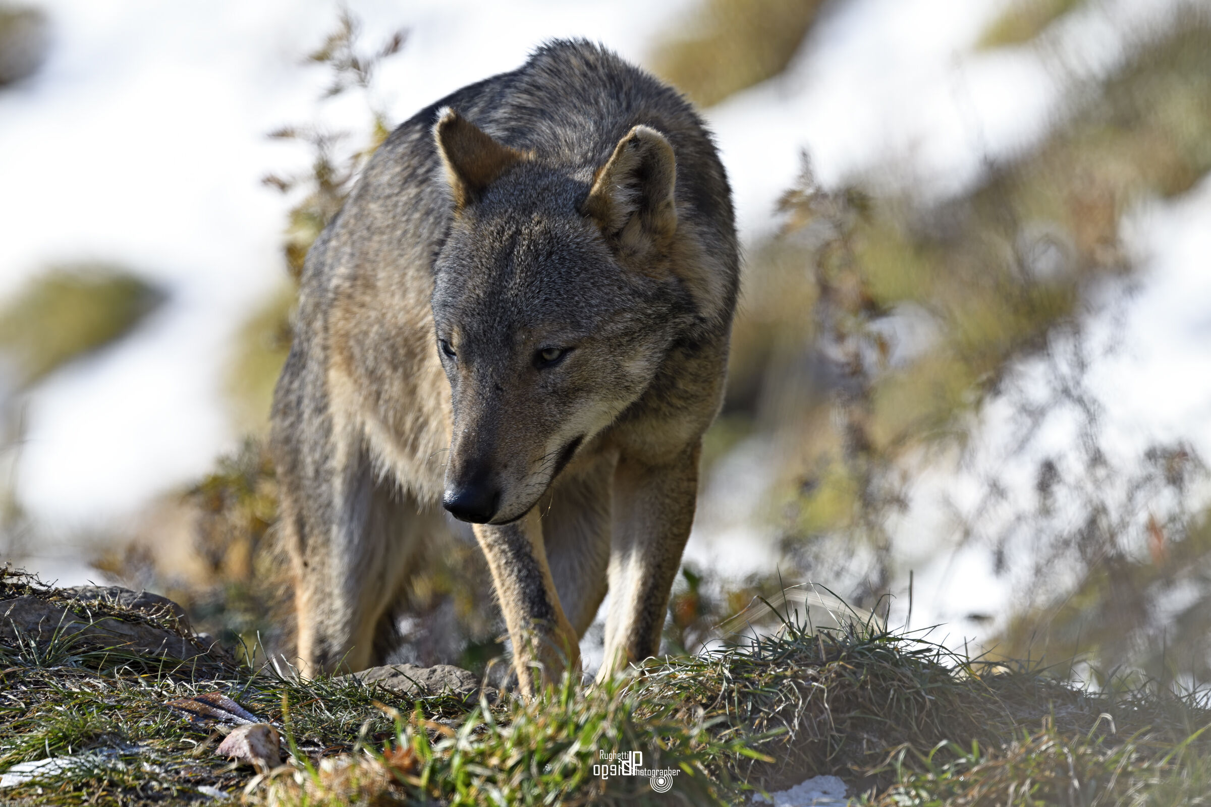 Apennine wolf