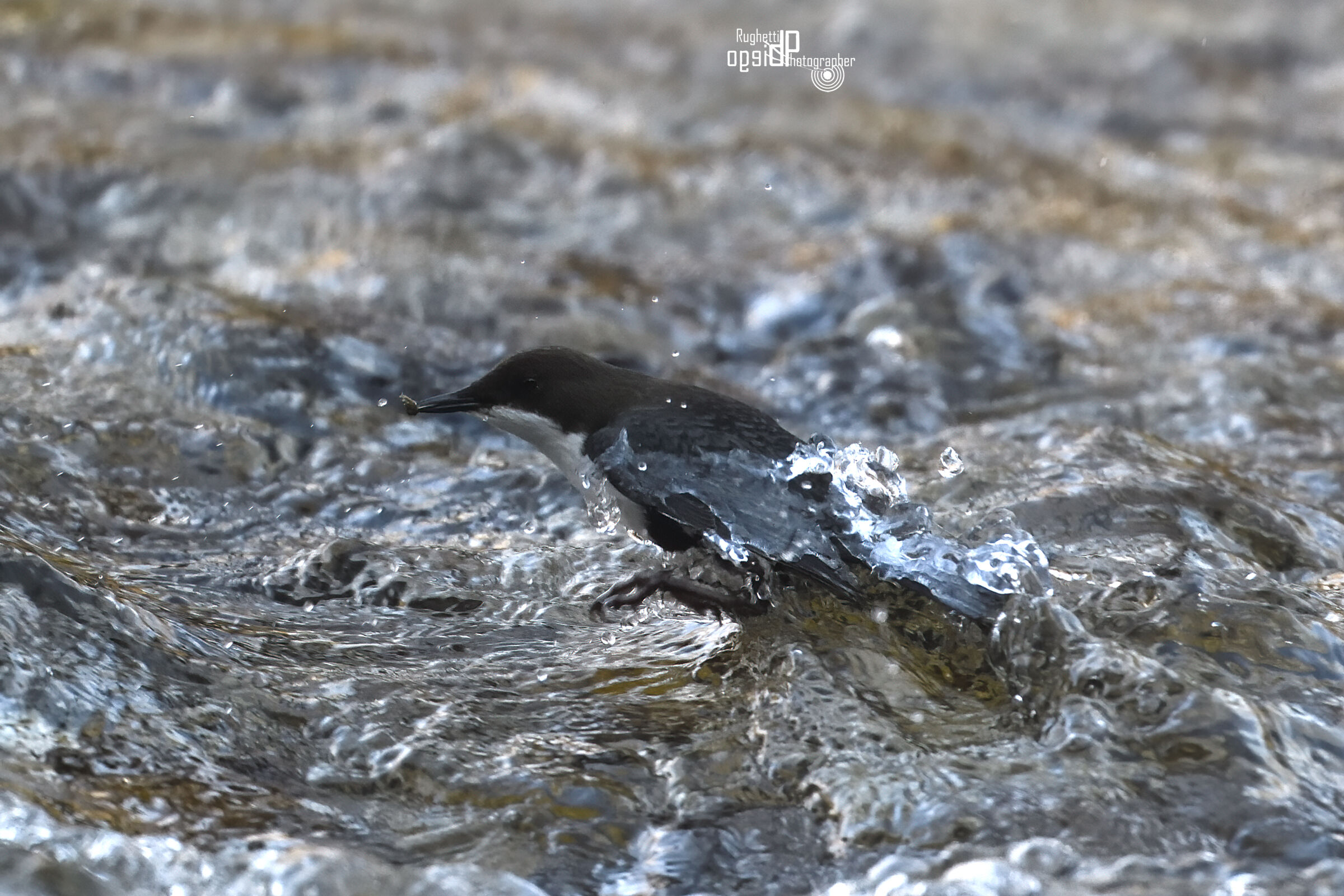 Dipper - resurfacing with prey