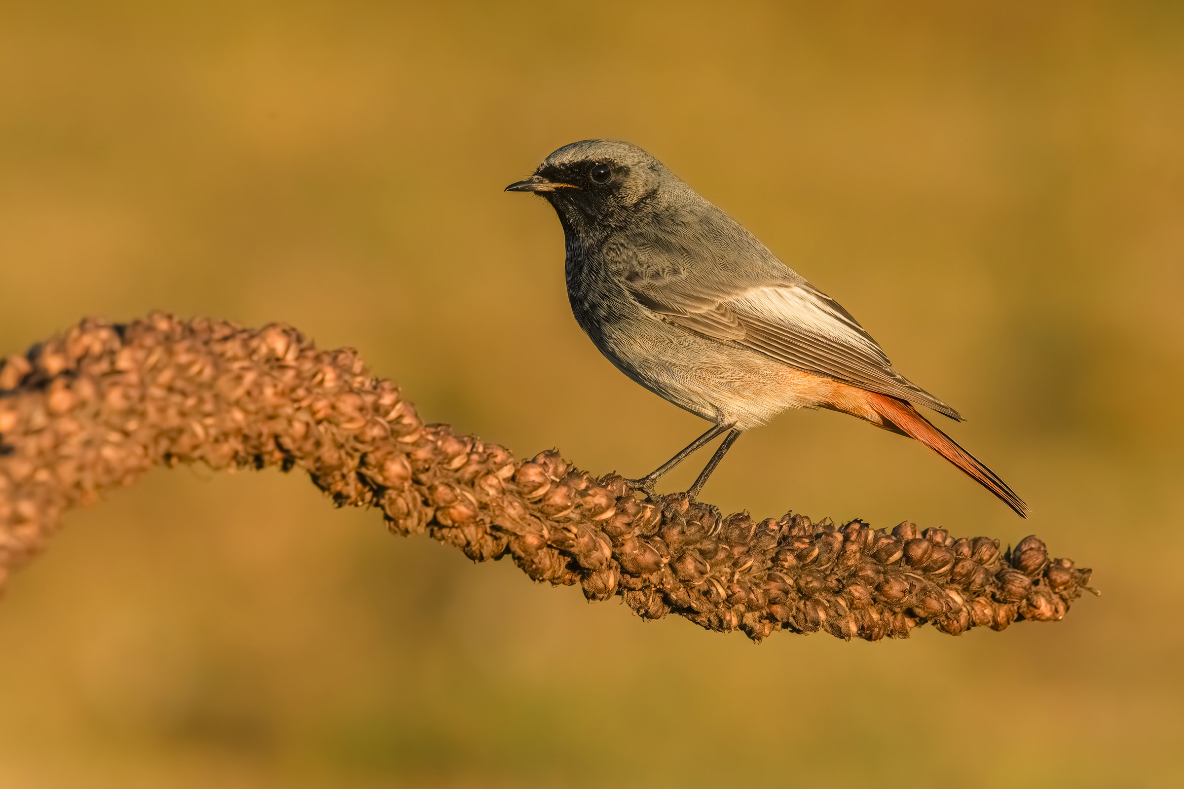 Black redstart