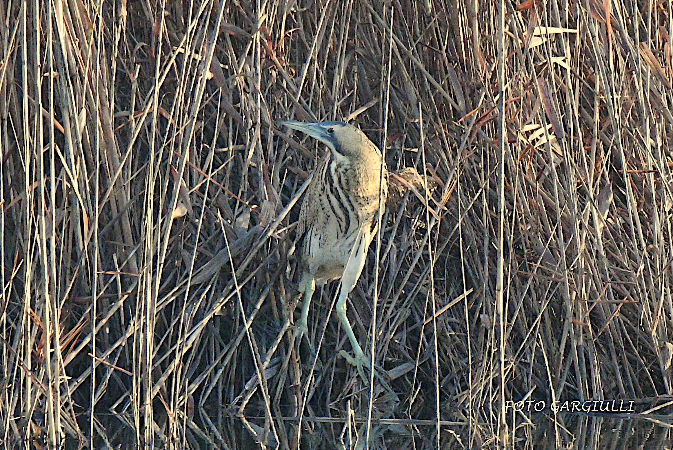 Bittern