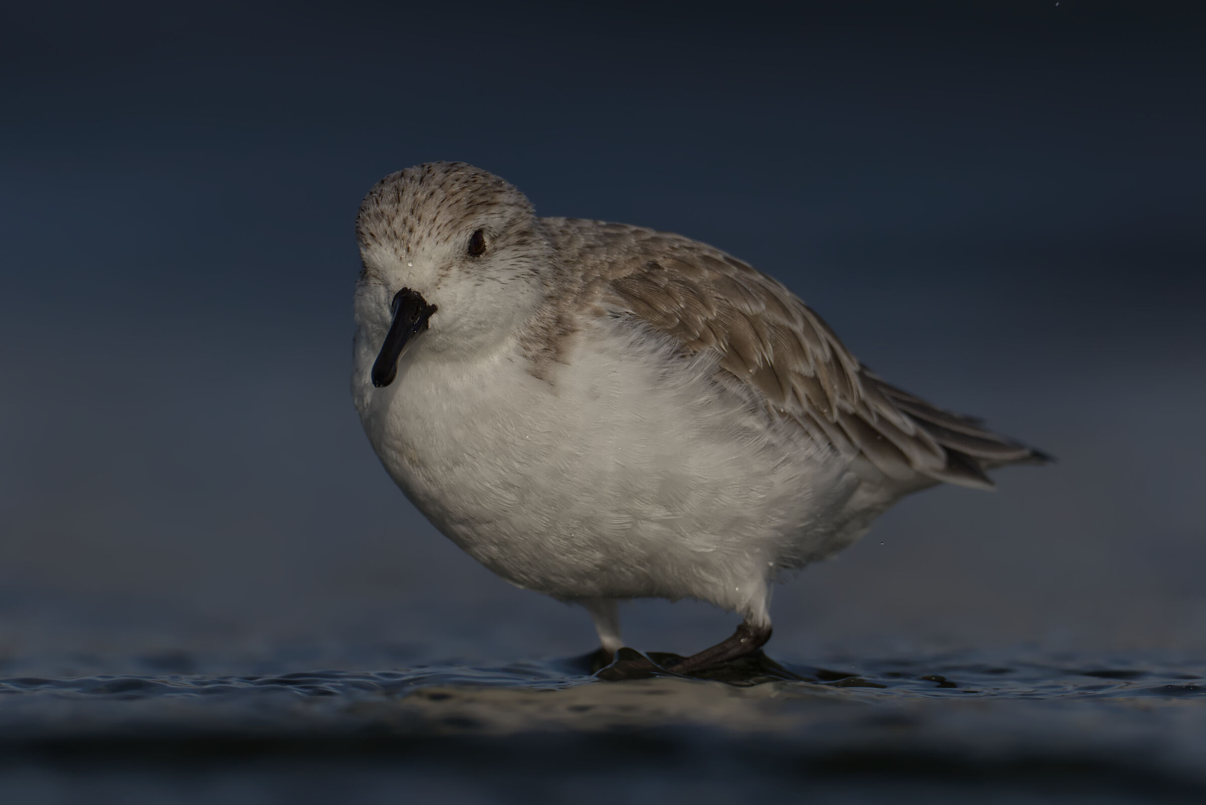 Three-toed sandpiper